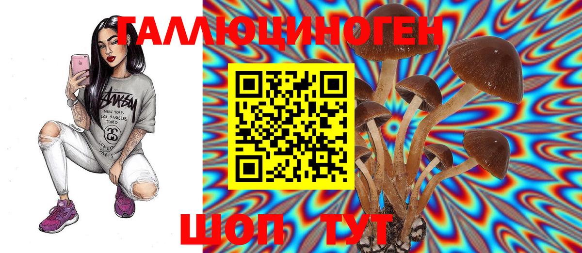 Галлюциногенные грибы Psilocybe Прохладный